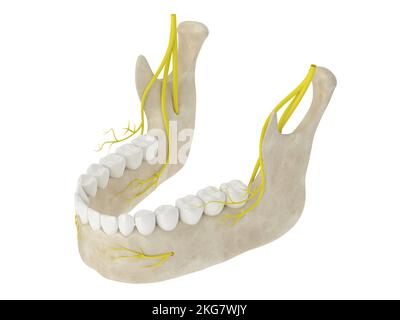 3d resa di arco mandibolare con nervi isolati su sfondo bianco Foto Stock