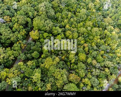 Foto aerea di una foresta di querce e di una strada Foto Stock