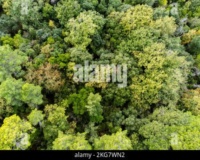 Foto aerea di una foresta di querce e di una strada Foto Stock