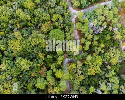 Foto aerea di una foresta di querce e di una strada Foto Stock