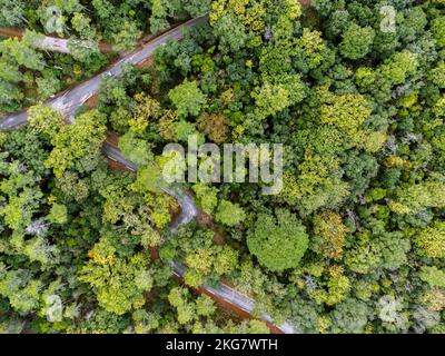 Foto aerea di una foresta di querce e di una strada Foto Stock