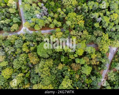 Foto aerea di una foresta di querce e di una strada Foto Stock