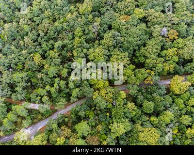 Foto aerea di una foresta di querce e di una strada Foto Stock