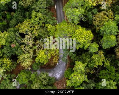 Foto aerea di una foresta di querce e di una strada Foto Stock