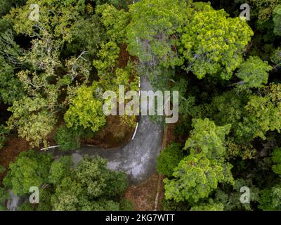 Foto aerea di una foresta di querce e di una strada Foto Stock