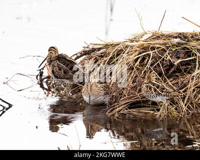 Snipe comune; Gallinago gallinago a Leighton Moss, Silverdale, Lancashire, Regno Unito. Foto Stock