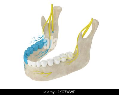 3d rappresentazione dell'arco mandibolare che mostra una zona del nervo alveolare inferiore bloccata. Tipi di anestesia dentale concetto. Foto Stock