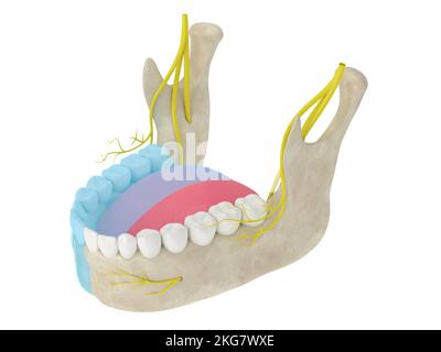 3d rappresentazione dell'arco mandibolare che mostra una zona del nervo alveolare inferiore bloccata. Tipi di anestesia dentale concetto. Foto Stock