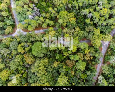 Foto aerea di una foresta di querce e di una strada Foto Stock