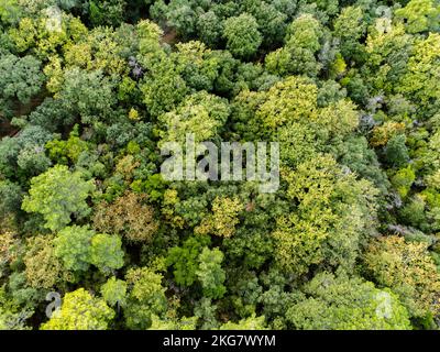 Foto aerea di una foresta di querce e di una strada Foto Stock