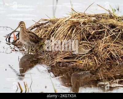 Snipe comune; Gallinago gallinago a Leighton Moss, Silverdale, Lancashire, Regno Unito. Foto Stock