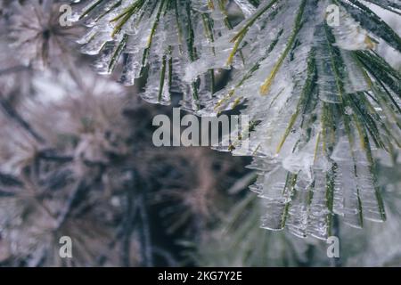 Rami di pino congelati in ghiaccio di forma stranamente a causa del vento sulla montagna in inverno Foto Stock