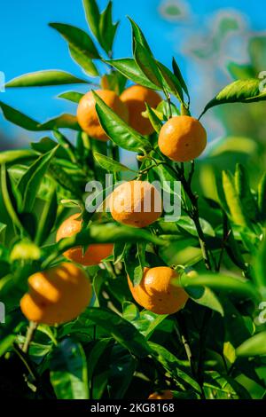 Aranci con frutti maturi Foto Stock