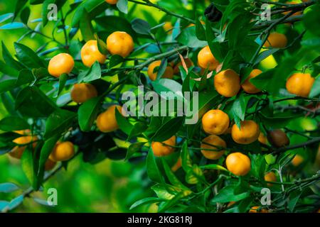 I mandarini maturarono sul ramo verde dell'albero in frutteto Foto Stock