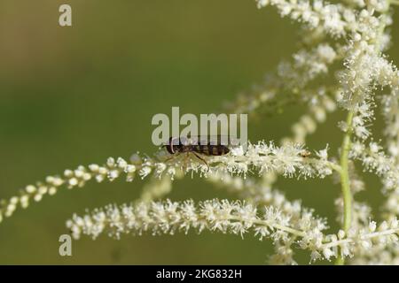 Primo piano femmina Meliscaeva auricollis. Piccoli fiori bianchi e fiori sfocati della barba di Goatsbeard (Aruncus dioicus). Famiglia delle rose (Rosaceae). Giugno Foto Stock