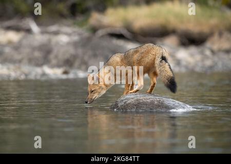 Una volpe di Culpeo (Lycalopex culpaeus) a Torres del Paine, Cile Foto Stock