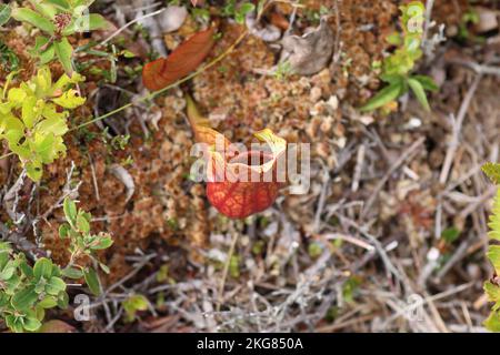 Impianto di caraffa nel Parco Nazionale di Kejimkujik, Canada Foto Stock