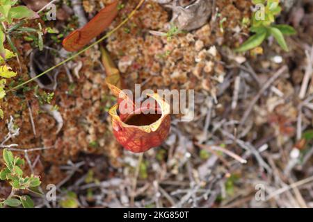 Impianto di caraffa nel Parco Nazionale di Kejimkujik, Canada Foto Stock
