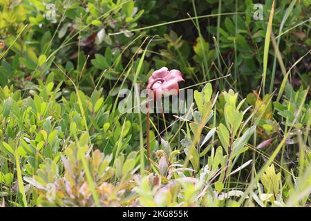 Impianto di caraffa porpora settentrionale nel Parco Nazionale di Kejimkujik, Canada Foto Stock