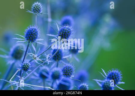 Eryngium planum, l'eryngo blu o agrifoglio di mare, è una pianta della famiglia Apiaceae, originaria della zona che comprende l'Euro centrale e sud-orientale Foto Stock