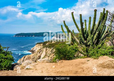 Gorgan pipe cactus sulle scogliere che si affacciano sulla costa frastagliata del Parco Nazionale di Huatulco sulla costa pacifica di Oaxaca, Messico. Una biosfera dell'UNESCO Foto Stock