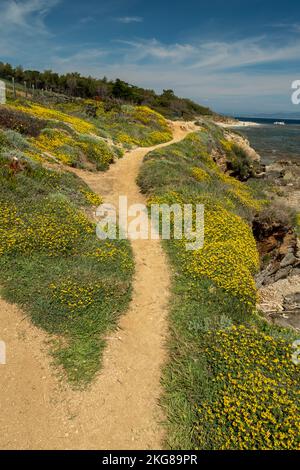 Sentiero costiero di Saint-Tropez fiancheggiato da fiori con vista sul mare tra le spiagge di Moutte e Salins Foto Stock