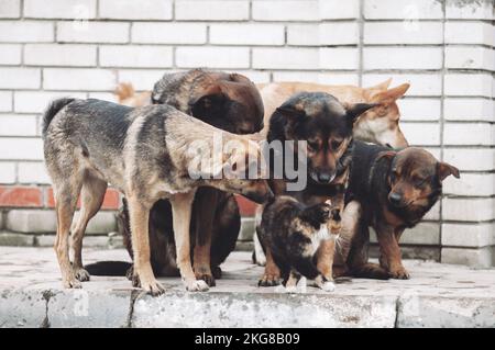 incredibile amicizia tra gatti e cani, conoscenza e interesse per un nuovo amico Foto Stock