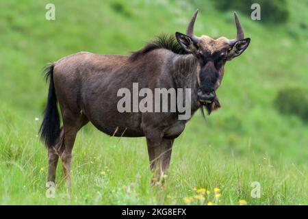 Un fuoco selettivo sparato di wildebeest nero (Connochaetes gnou) nel campo Foto Stock