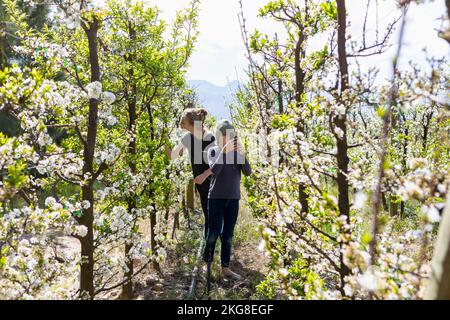 Ragazza adolescente (16-17) con fratello (8-9) a piedi tra viti che crescono in vigna Foto Stock