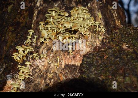 Scene autunnali in un legno deciduo britannico Foto Stock