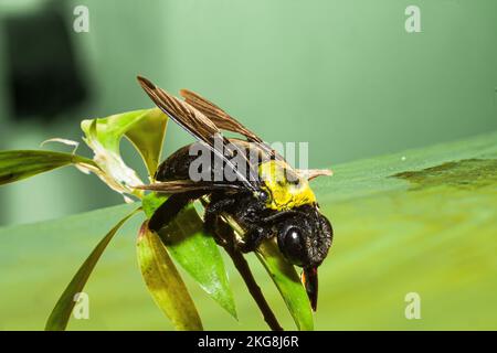 Primo piano di un'ape falegname su un foglietto di una pianta Foto Stock