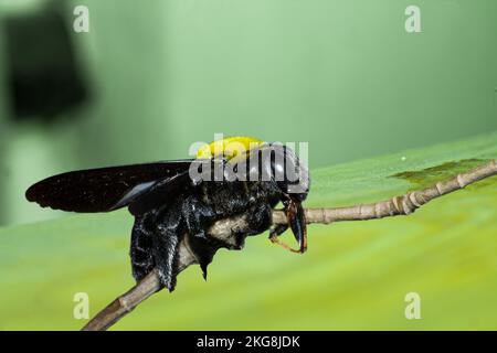 Primo piano di un'ape falegname su un ramoscello di una pianta Foto Stock