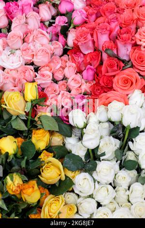 Selezione di rose multicolore disposte in mazzi Foto Stock