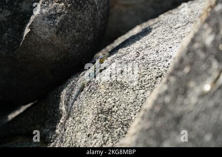 Baja California Rock Lizard (Petrosaurus thalassinus) Foto Stock