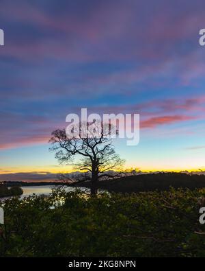 Gli alberi sono contornati da una splendida alba dorata al lago artificiale Staunton Harold, al confine con il Derbyshire Leicestershire Foto Stock