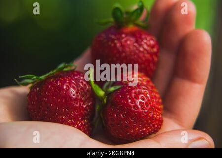 Una manciata di fragole in mano a una donna. Foto Stock