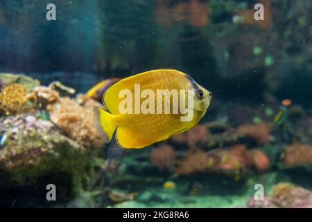 Un primo piano di un pesce farfalla sunburst (Chaetodon kleinii) nuoto in un acquario Foto Stock