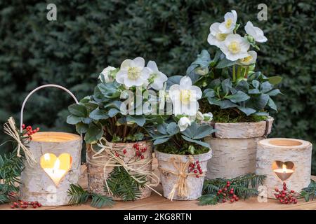 giardino d'inverno con nigers helleborus in barili di betulla pentole e lanterne Foto Stock