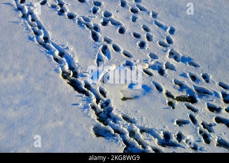 Impronte multiple o molte impronte di piedi nella neve in inverno Foto Stock