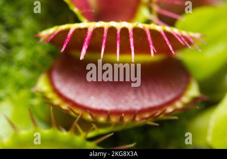 Immagine ravvicinata di un flytrap carnivoro di Venere Foto Stock