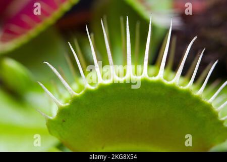 Immagine ravvicinata di un flytrap carnivoro di Venere Foto Stock