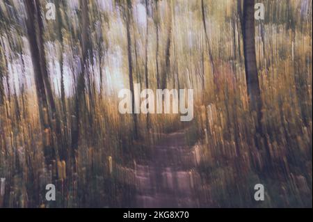 Impressionismo astratto, Foresta d'autunno, Elk Island National Park, Alberta, Canada Foto Stock