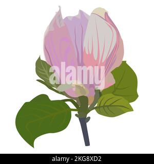 Bellissimo albero magnolia fiore. Primavera fioritura magnolia, Illustrazione vettoriale Illustrazione Vettoriale