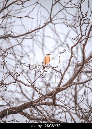 Un colpo verticale di un robin americano arroccato su un albero senza foglie in inverno. Turdus migratorius. Foto Stock