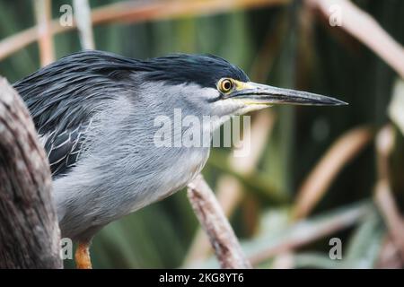 Primo piano ritratto di un Heron striato (Butorides striata specie), fuoco selettivo con uno sfondo sfocato Foto Stock