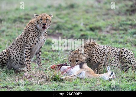 Cheetah dal masaimara keniota savannah Foto Stock