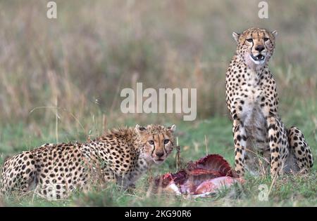 Cheetah dal masaimara keniota savannah Foto Stock