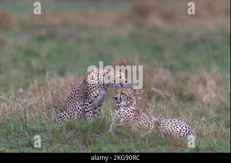 Cheetah dal masaimara keniota savannah Foto Stock