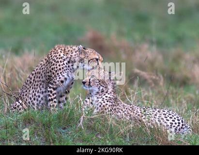 Cheetah dal masaimara keniota savannah Foto Stock