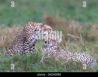 Cheetah dal masaimara keniota savannah Foto Stock